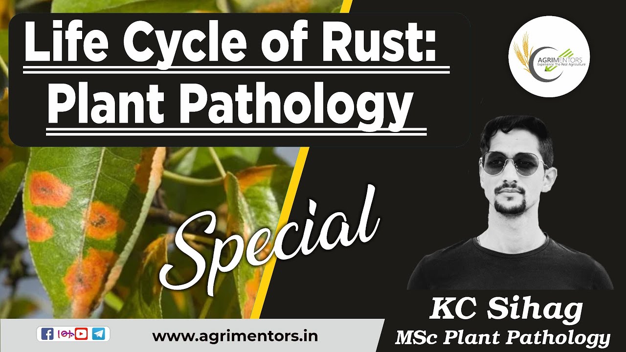 Life Cycle of Wheat Rust: For Competitive Exams